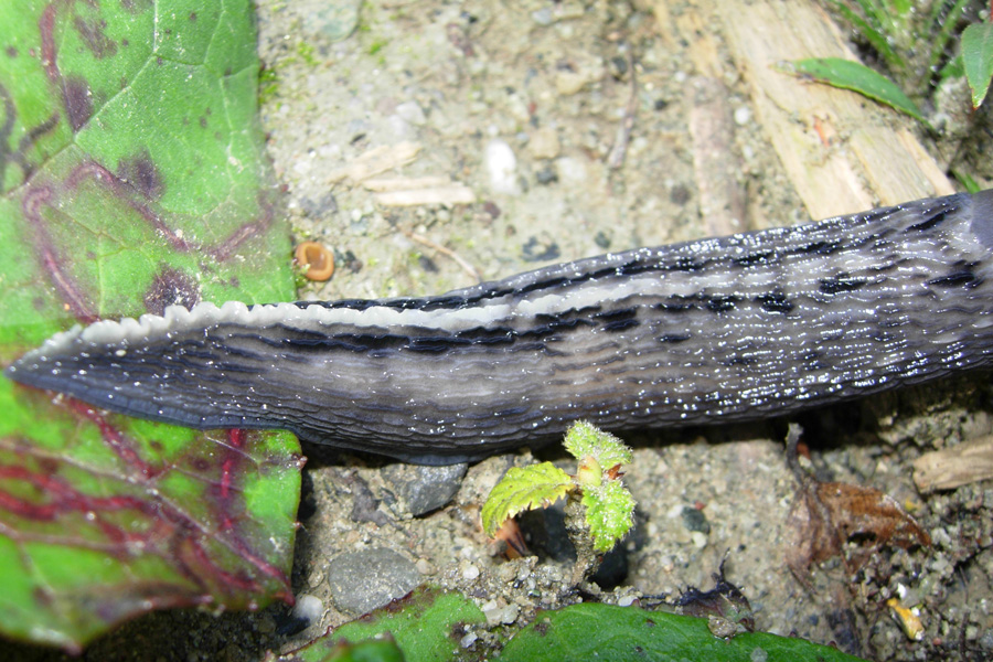 La golosona: Limax aldrovandi Moquin-Tandon 1855 da Rio Rocca (RE)